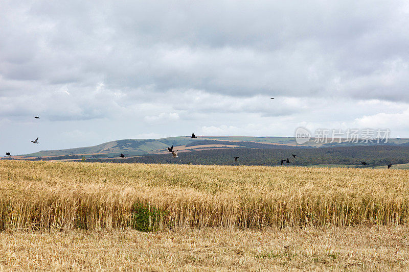 英国苏塞克斯郡Cuckmere Haven，天空中的鸟儿